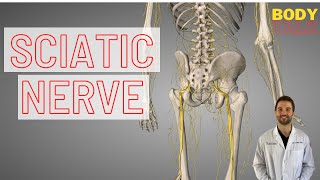 Anatomy of the Sciatic Nerve | Causes of Pain | Tips to Fix It