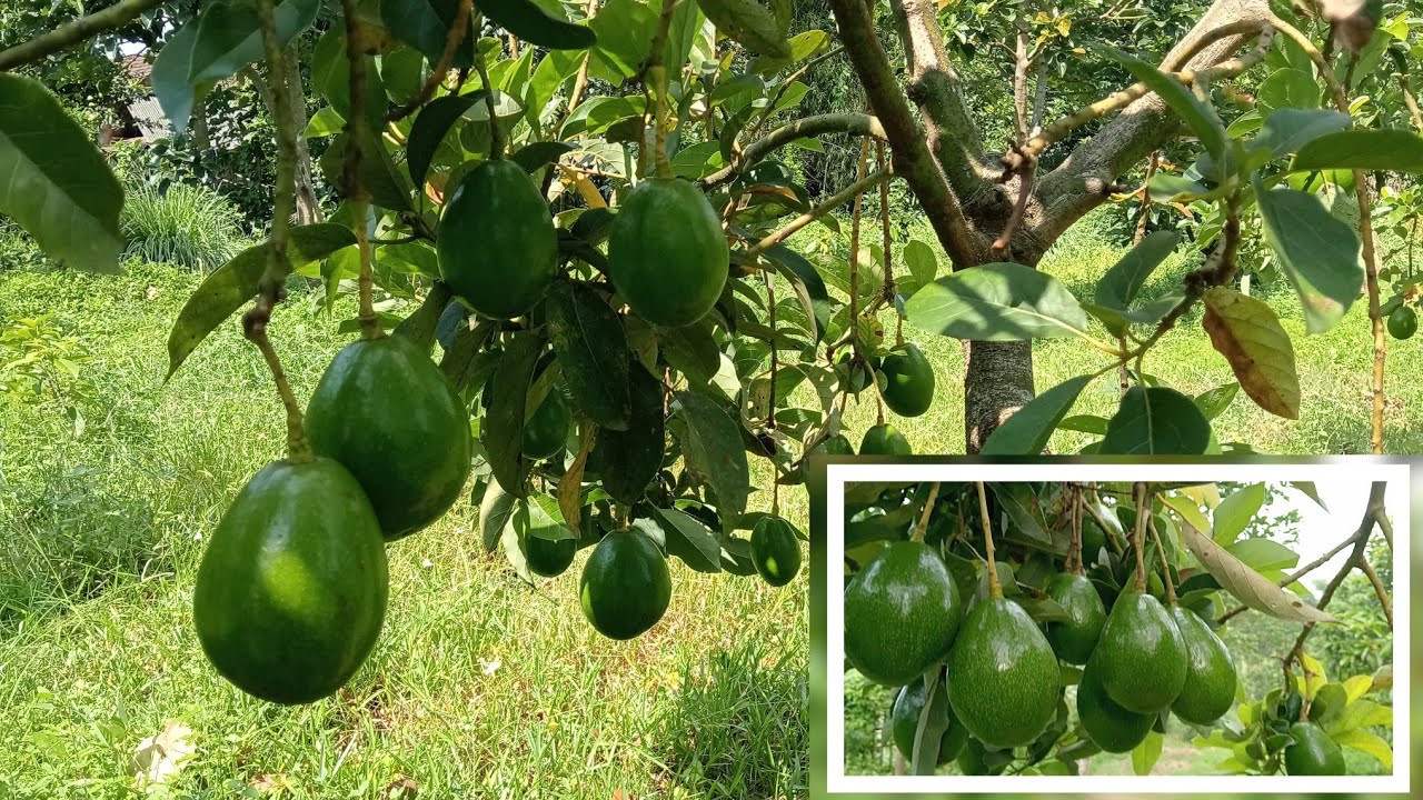 Jenis Alpukat ini lumayan tahan terhadap gempuran hujan.