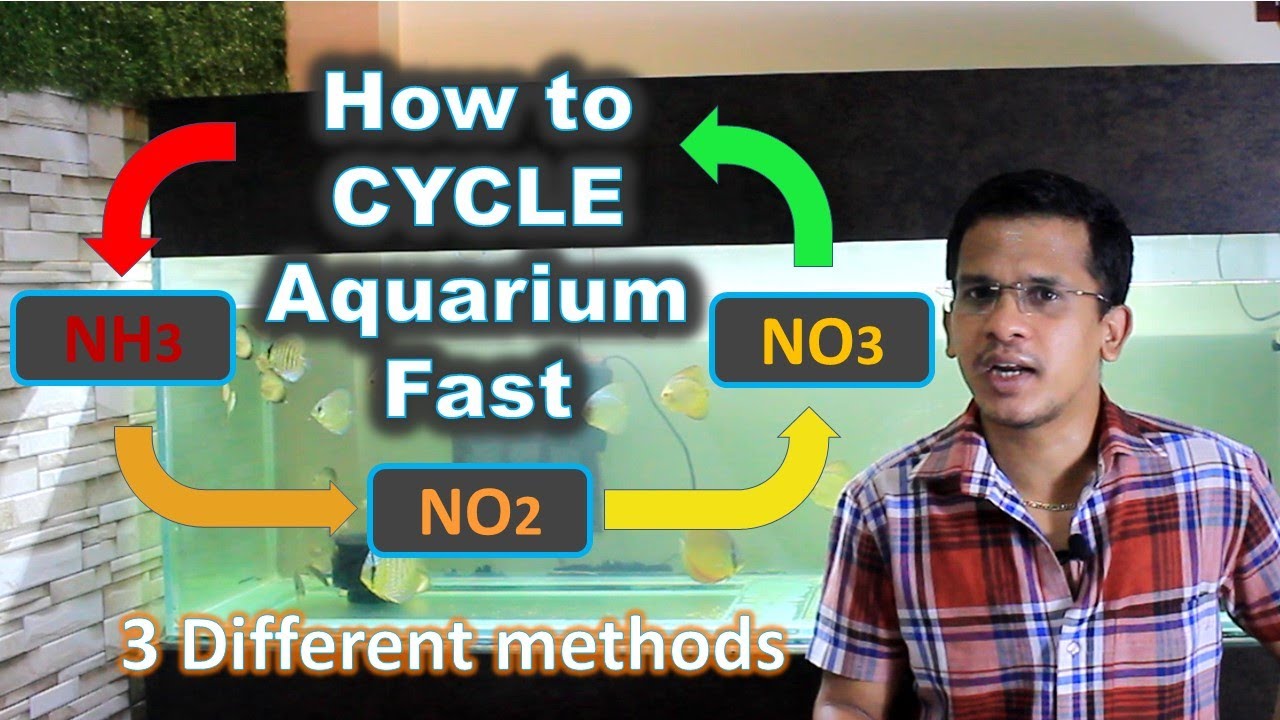 How to Cycle Aquarium Fast Why fish die in new aquarium Beginners Aquarium Guide 4 YouTube