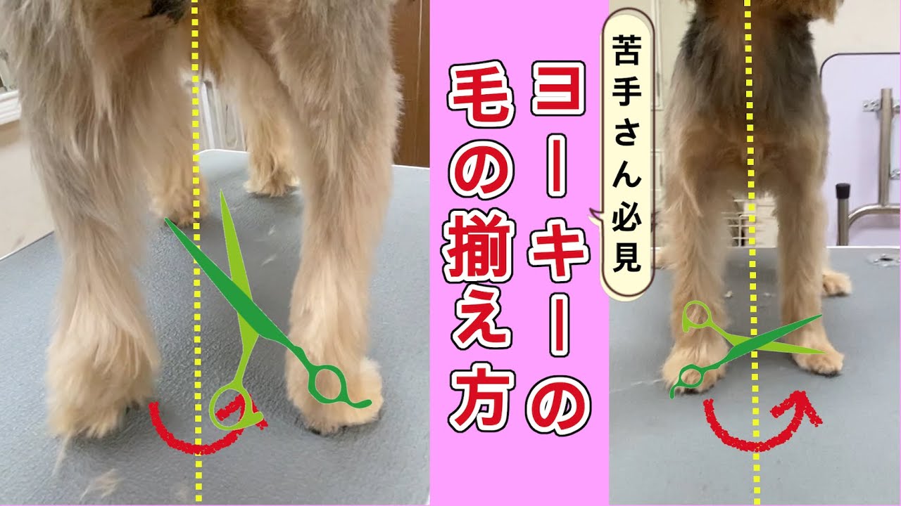 60 お腹バリカン 安全に刈るために Youtube