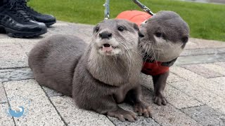 カワウソこむぎ、ガールフレンドとお散歩デート！　Otter Komugi dated his girlfriend on good terms!