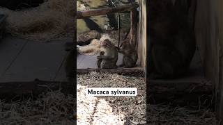 Macaca sylvanus / its a monkey?