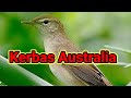 Masteran Burung Kerak Basi Australia Suara Asli Kicauan Alam