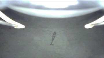 Robot Finds Antarctic Life At 