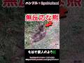 廃人化したクマを発見したぞ！！調べたら理由が…#熊 #ヒグマ #animals #動物 #おすすめ