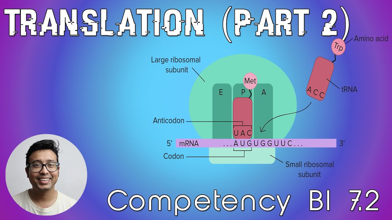 Translation Part 2-Signal Peptide, Protein targeting and disorders, Post Translational modifications