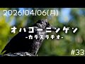 【2026/04/06(火)】 オハヨーニンゲン -カラスラヂオ- #33