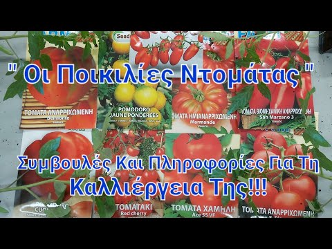 Βίντεο: Υποσχόμενες ποικιλίες ντομάτας, η καταπολέμηση της καθυστερημένης κηλίδας
