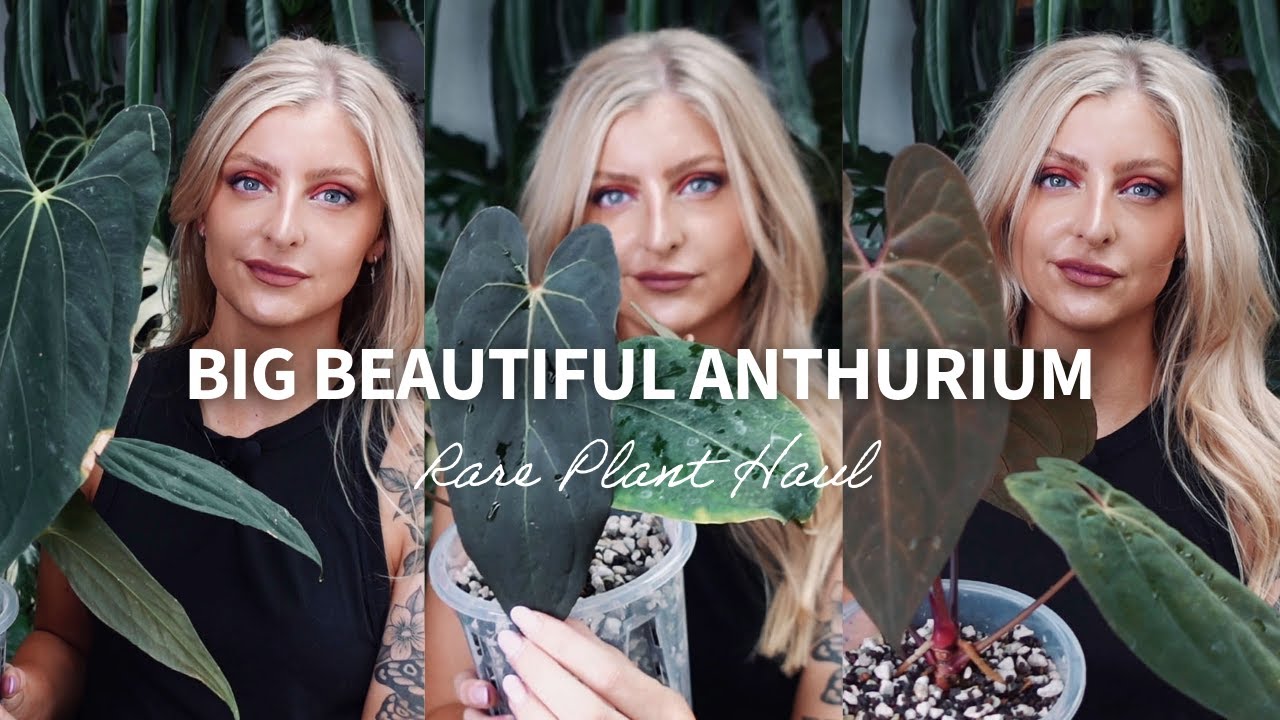 BIGGER RARE ANTHURIUM! | Rare Plant Haul