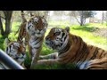 Tiger siblings move to PAWS' ARK 2000 sanctuary in California