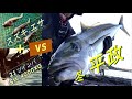 Shimano 21 Twinpower SW 4000XG Field test 【21ツインパワーSW　4000XG　実釣テスト】