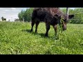 Windy the calf update, WOW has she grown | Belted Galloway Homestead