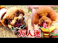 多多今天在公园 成为万人迷,被“帅哥”包围的感觉,真的很不错#宠物 #宠物搞笑 #萌宠
