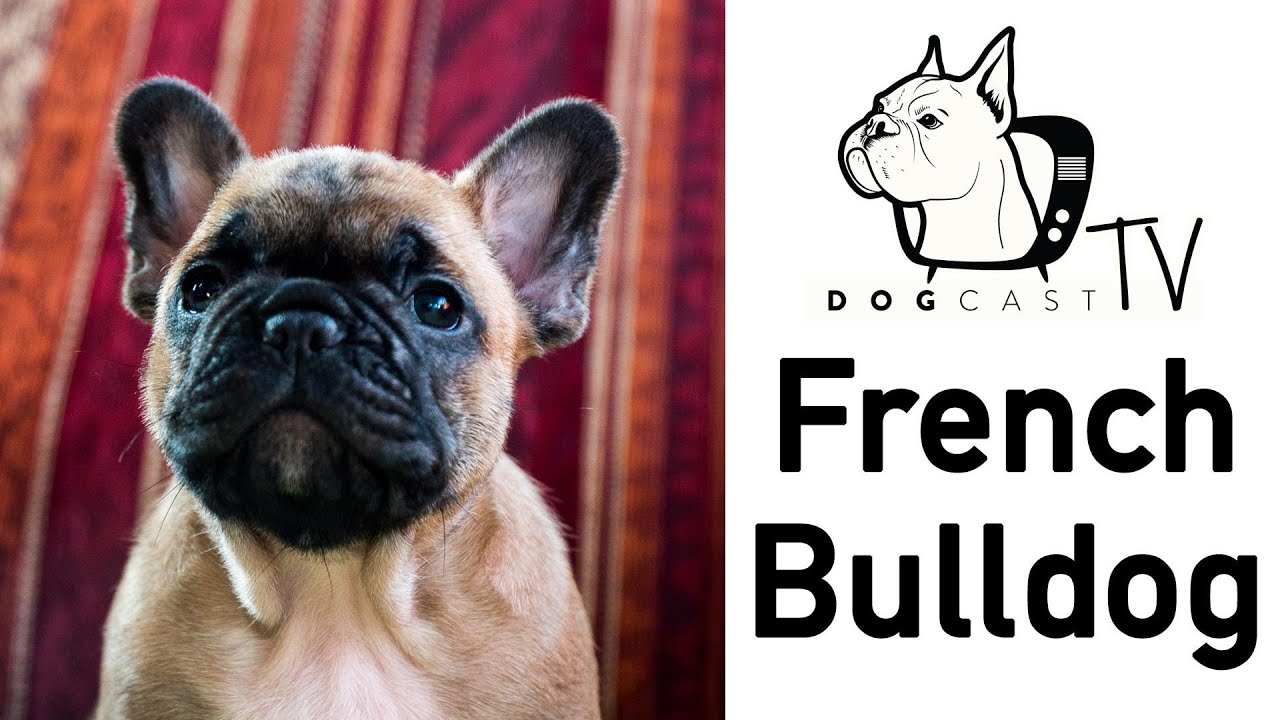 The French Bulldog! DogCast TV - YouTube