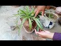 Broken pot of Spider plant