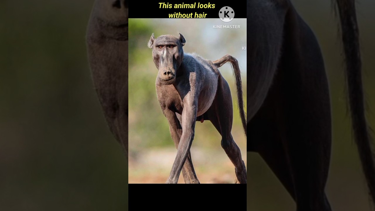 This animal looks without hair
