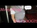 Moby Wrap Pour Un CHIEN mp3