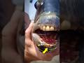 Peixe com dentes humanos!! #animals #peixe #curiosidades