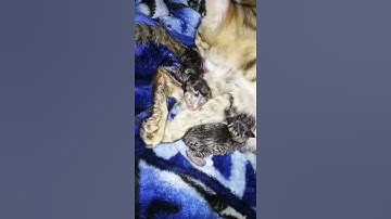cat giving birth##mumma ban gayi finally##😊
