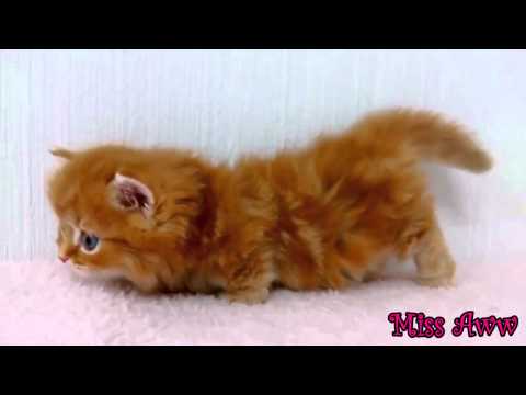 fluffy-orange-kitten-with-blue-eyes-too-cute