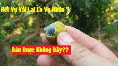 Hết Vụ Vải Thiều Lục Ngạn Lại Lo Vụ Nhãn Bán Chác Thế Nào Đây? l  Nui Doi Luc Ngan 98