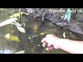 Primitive skills : Survival Skills Amazing - Use Big Leaves To Catch Many Fish - Survival Today