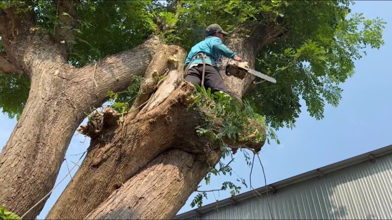 Распиливаем гигантское дерево рядом с домом. Это дерево сложно срубить. Высокотехнологичная распи...