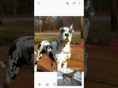 Great Dane barking