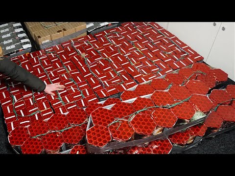 275 CAKES TEGELIJK AFSTEKEN! | EXTREEM VUURWERK PROJECT