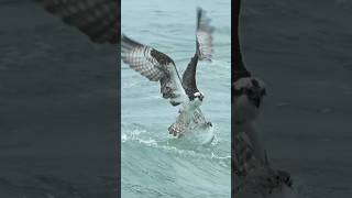 elang menyergap mangsa #shorts #short #viral #elanglaut #laut