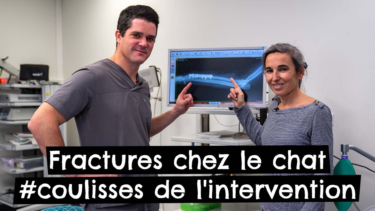 Fractures chez le chat #coulisses de l'intervention 🐱