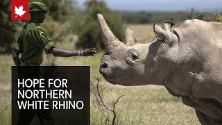 IVF breakthrough could save endangered northern white rhino