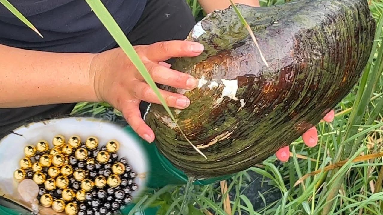 Pearl hunters harvested huge mussels, opened the mussels to get some