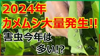 2024年もカメムシ大量発生⁉　#農ある暮らし #害虫対策