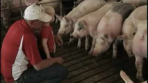 Meet Shannon Wolf: A Hog Farmer from Lancaster, Wi...