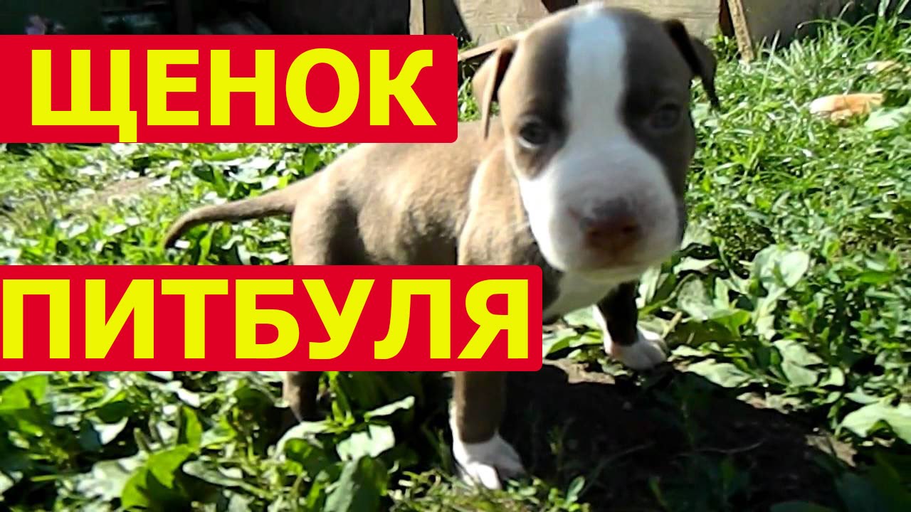 Щенок питбуля - нрав и социализация собаки