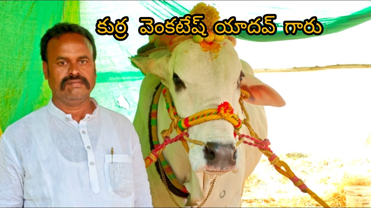 పెద్ద పశువుల గ్రామం సీనియర్స్ విబాగానికి 6 వ జత
