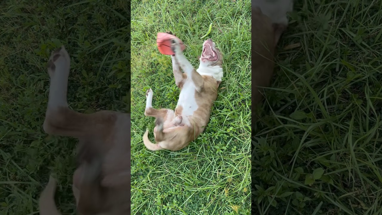 Просто не могу сдержаться‼️😂 