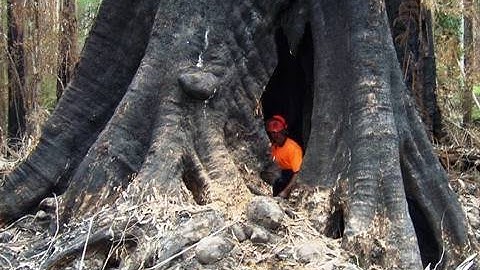 Dangerous Tree Cutting, Tree Climbing, Big Tree Felling by Ace Tree
