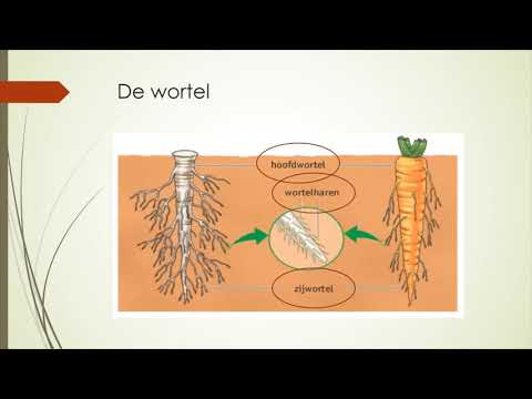 Video: Plant Wortels In Oop Grond