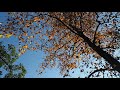 #10【日々を暮らす/Daily life in Japan】秋の木　Environmental sound