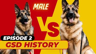 Ultimate Guide To German Shepherd Dogs: Male Vs. Female | All Your Questions Answered!