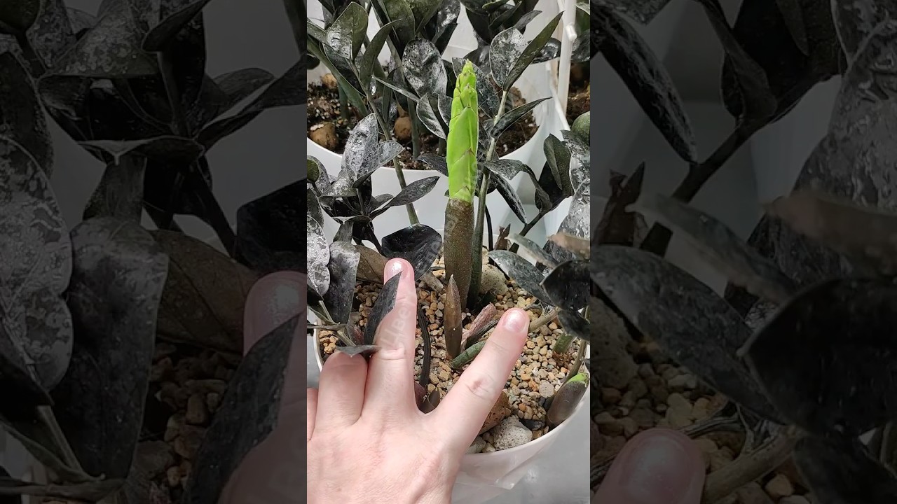 Замиокулькас сошел с ума! Выдает каждый день листья!