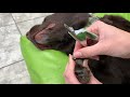How to Trim Your Dog's Dark Nails