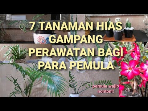 Video: Perennials Untuk Pemula