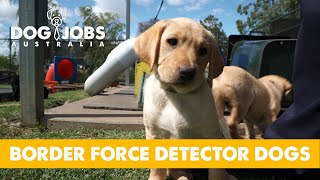 DOG JOBS AUSTRALIA  S02E10  BORDER FORCE DETECTOR DOGS