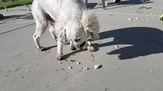 Slow-Motion Exploding Zucchini, Dog cleans up the mess!