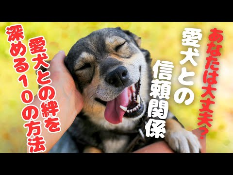 【愛犬家必見】信頼関係を築く！愛犬との絆を深める10のステップ