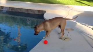 Meet Stanley A Terrier Staffordshire Bull Currently Available For Adoption At Petango 121920