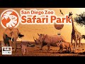 San Diego Zoo Safari Park: Top 10 Tips, Park Tour & Animal Guide
